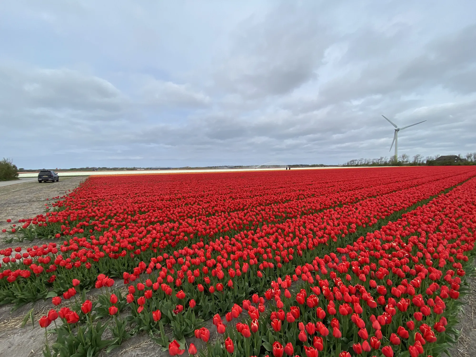Rode bollenvelden bij Groet