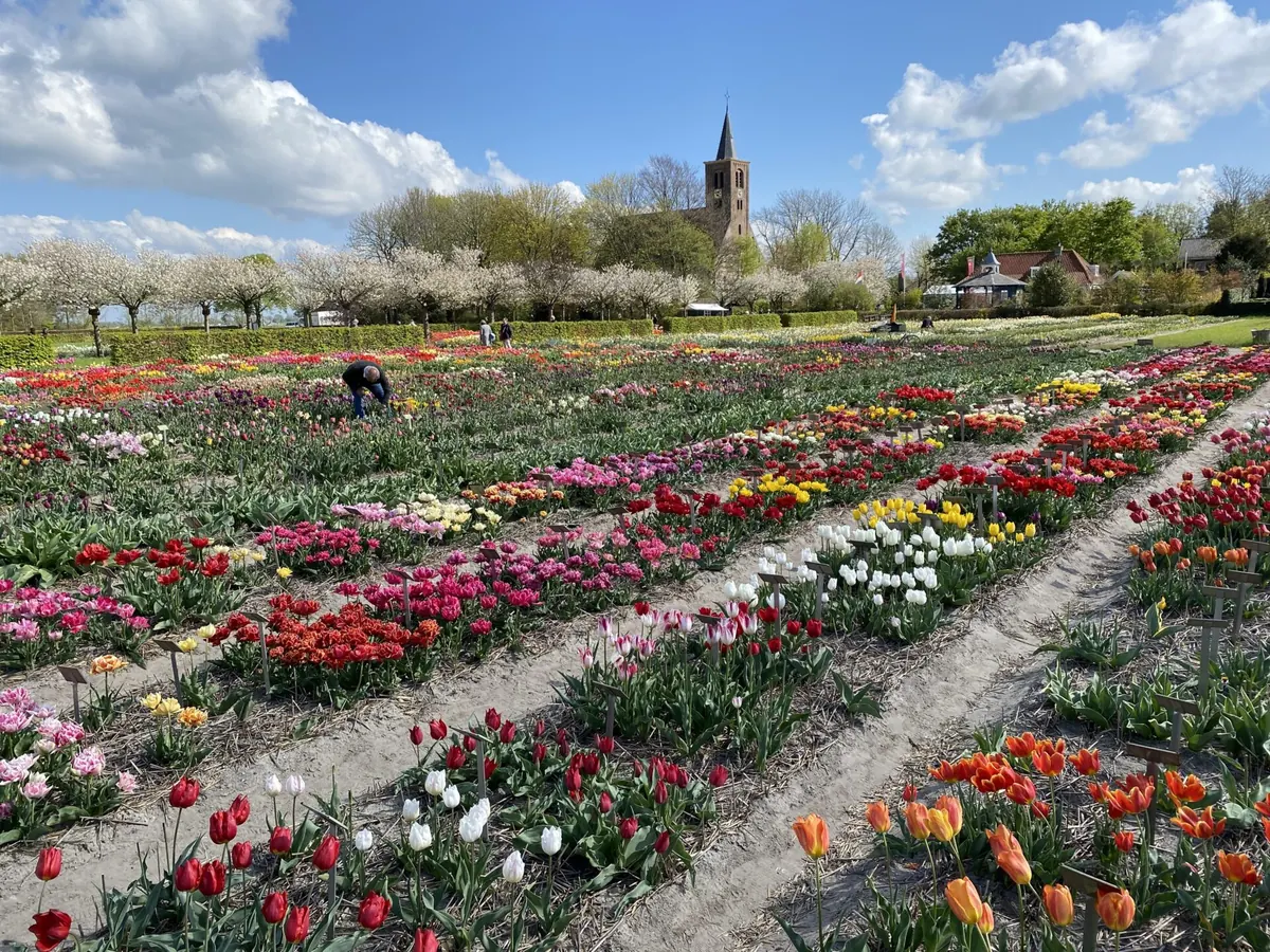 Historische tulpen in de Hortus Bulborum